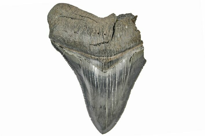 Bargain, Fossil Megalodon Tooth - Serrated Blade #165413